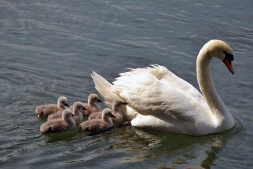 LA FOTO. Per i piccoli cigni di Sesto Calende è tempo del primo bagno