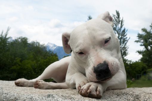 Un esemplare di dogo argentino (foto generica)