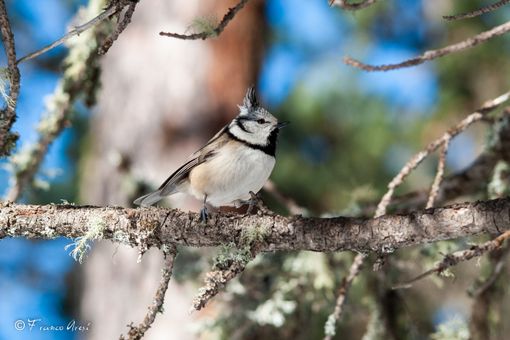 Progetto cincia dal ciuffo: Il Parco Pineta studia il suo simbolo