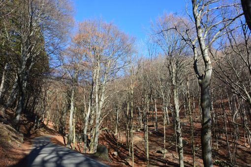 Cambiamento climatico sulle Prealpi. «Rispetto agli inverni degli anni '60 e '80 abbiamo perso in media quasi tre metri di neve fresca» Cambiamento climatico sulle Prealpi. «Rispetto agli inverni degli anni '60 e '80 abbiamo perso in media quasi tre metri di neve fresca»