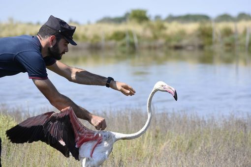 VIDEO. Il fenicottero rosa salvato in Ossola e curato per 8 mesi a Stresa è stato liberato nel Delta del Po VIDEO. Il fenicottero rosa salvato in Ossola e curato per 8 mesi a Stresa è stato liberato nel Delta del Po