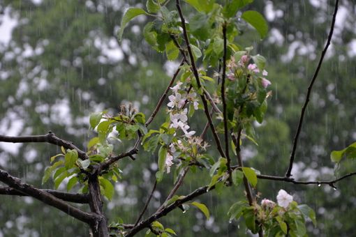 (Foto P.Valisa - Centro Geofisico Prealpino) (Foto P.Valisa - Centro Geofisico Prealpino)