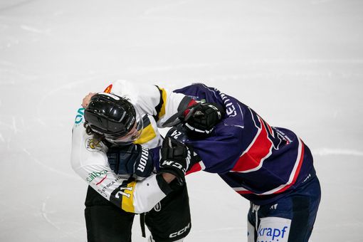 Mastini pronti alla lotta: e voi? (foto Galbiati)