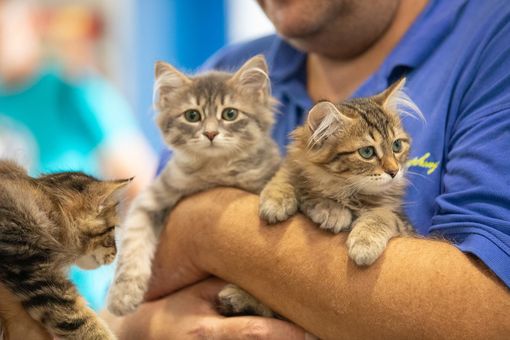 Si è concluso Petsfestival 2023 il “mondo degli animali” a Cremonafiere Si è concluso Petsfestival 2023 il “mondo degli animali” a Cremonafiere