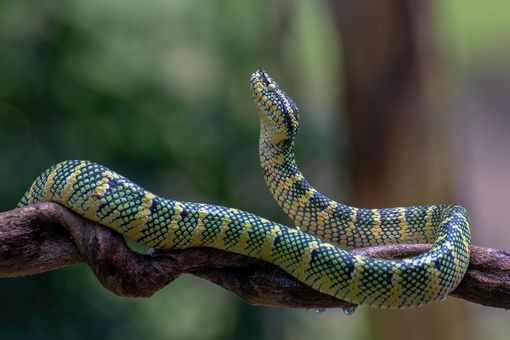 Rettili in via di estinzione: l'allarme biodiversità