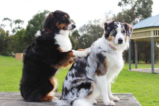 Una carezza che cura, le pet therapy arriva alla casa di riposo di Cuvio