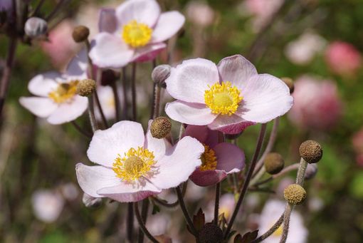 Fioriscono gli anemoni ma l'inizio d'autunno in provincia di Varese profuma ancora d'estate