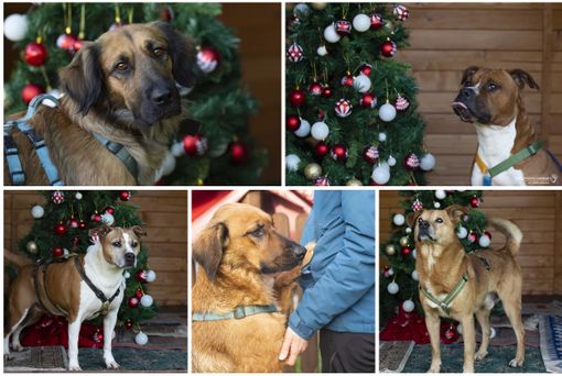 La sfida più bella di Natale: trovare una famiglia per Ricki, Zulema, Ragnarr, Fred e Ginger