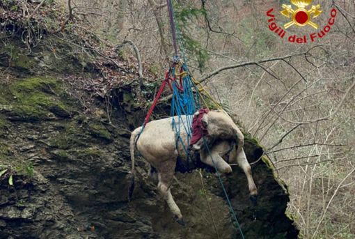 Le complesse operazioni di salvataggio della mucca e dell'asino rimasti bloccati nei boschi di Masciago Primo