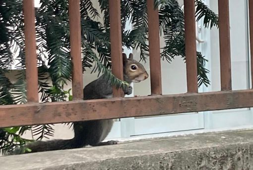 LA FOTO. Quello scoiattolo pensieroso in città che riesce sempre a ispirare meraviglia