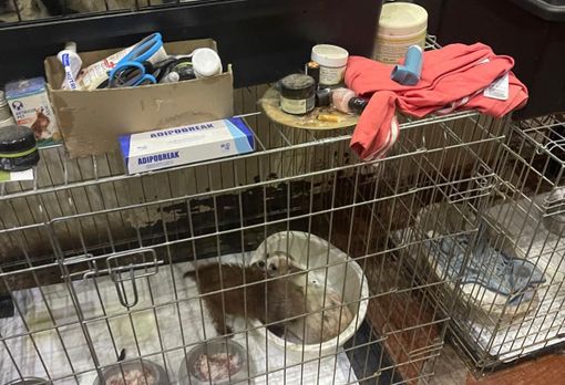 (foto comunicato Oipa) (foto comunicato Oipa)