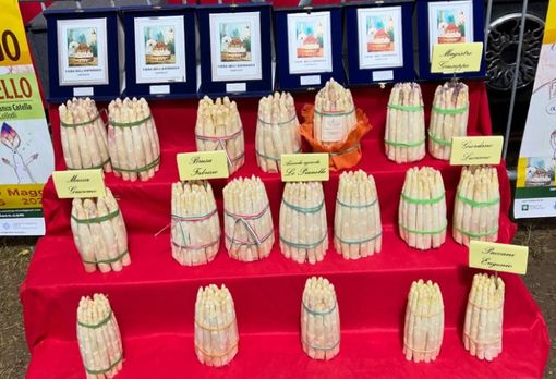 Prende il via stasera l'ottantatreesima Fiera dell'Asparago di Cantello Prende il via stasera l'ottantatreesima Fiera dell'Asparago di Cantello