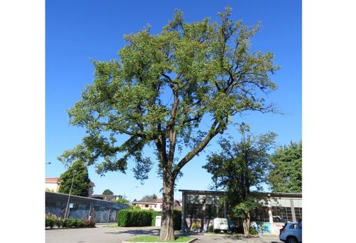 Daverio, «L'Olmo di via primo maggio è pericoloso». Ecco perché la giunta ha deciso di abbatterlo Daverio, «L'Olmo di via primo maggio è pericoloso». Ecco perché la giunta ha deciso di abbatterlo