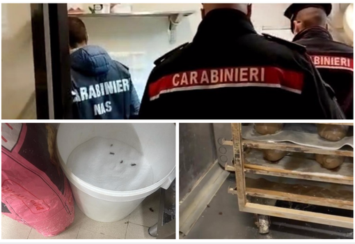 Lago Maggiore, panificio invaso da colonie di blatte: i Nas fanno scattare i sigilli Lago Maggiore, panificio invaso da colonie di blatte: i Nas fanno scattare i sigilli