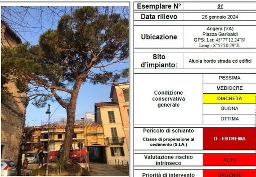 Il pino da abbattere ad Angera e la scheda con l'esito della prova di trazione Il pino da abbattere ad Angera e la scheda con l'esito della prova di trazione