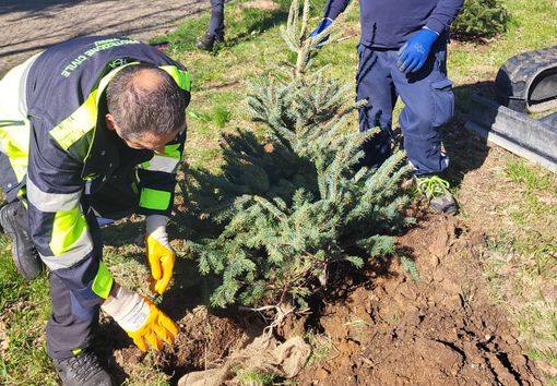 Un ex albero di Natale piantumato a Viggiù