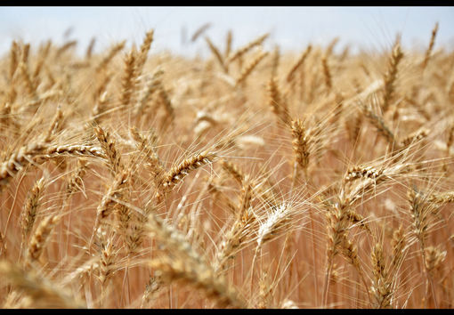Grano, mobilitazione contro le speculazioni che mettono a rischio la produzione italiana