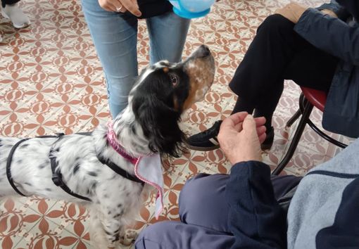 Milù il setter inglese che "cura" i malati dell'Alzheimer Cafè di Luino Milù il setter inglese che "cura" i malati dell'Alzheimer Cafè di Luino