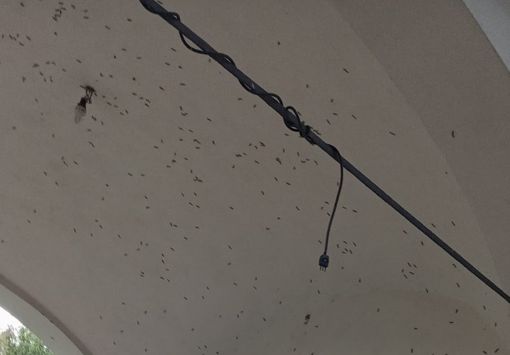 L'insetto sul muro della chiesetta di Madonna in Campagna a Sacconago L'insetto sul muro della chiesetta di Madonna in Campagna a Sacconago