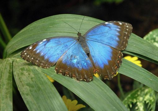 Negli Usa ci sono sempre meno farfalle: il 22% è "sparito" in 20 anni