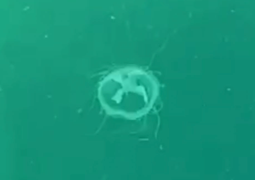 Le meduse avvistate nel Ceresio Le meduse avvistate nel Ceresio