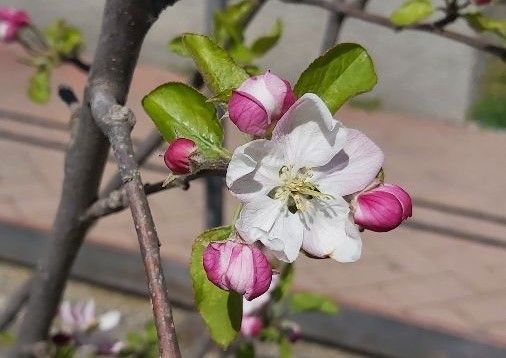 Una scuola amica dell'ambiente: la Dante Alighieri di Gemonio è una &quot;Green School&quot; e gli alunni puliscono anche il paese