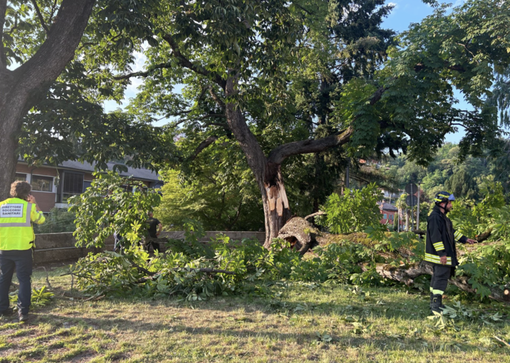 Luino, i periti pronti ad analizzare l’albero crollato. La piccola Arianna torna a casa