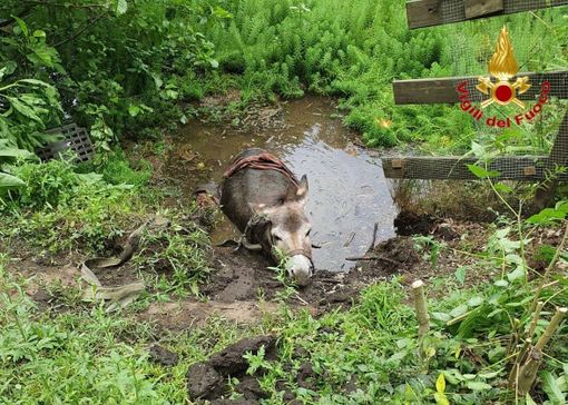 Asinello intrappolato, vigili del fuoco in suo aiuto