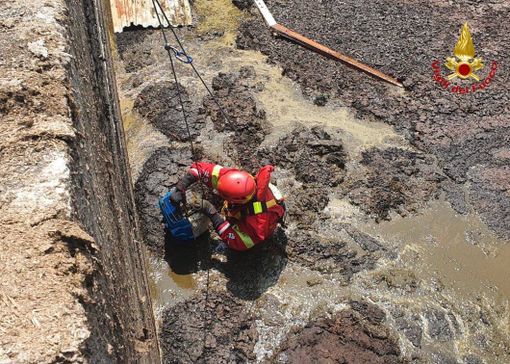 Arcisate, gatto cade nella vasca dei liquami. Due ore di intervento dei vigili del fuoco per salvarlo Arcisate, gatto cade nella vasca dei liquami. Due ore di intervento dei vigili del fuoco per salvarlo