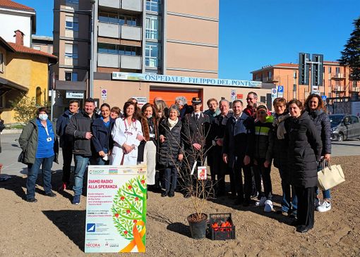 Il melograno simbolo della lotta contro il cancro infantile mette radici all’ospedale Del Ponte