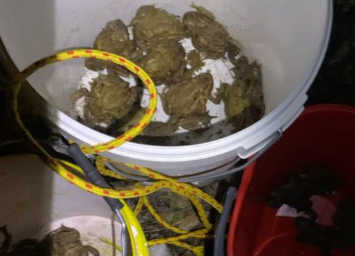 Alcuni rospi salvati dai volontari a Luvinate Alcuni rospi salvati dai volontari a Luvinate