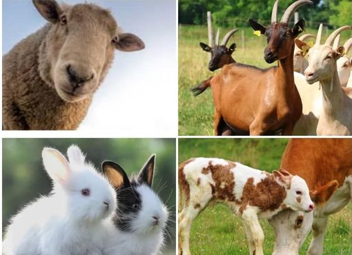 Torna AgriMornago, per rivivere atmosfera e sapori della vita in fattoria