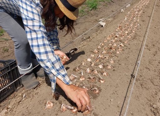Angera terra di lago, di storia millenaria e anche di zafferano: «Coltiviamo rigorosamente a mano» Angera terra di lago, di storia millenaria e anche di zafferano: «Coltiviamo rigorosamente a mano»
