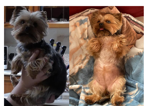 Briciola amatissima dalla sua famiglia che la cerca disperatamente