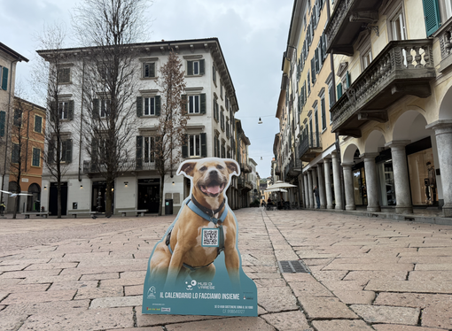 Nasce “Musi di Varese”, il primo calendario della città dedicato a cani e padroni