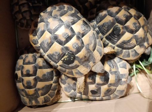 Alcune delle tartarughe abbandonate tra Busto e Castellanza Alcune delle tartarughe abbandonate tra Busto e Castellanza