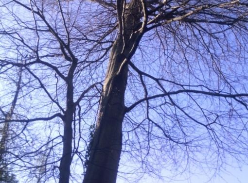 Ats Insubria: necessario l'abbattimento di un faggio all’interno dell’area della sede varesina