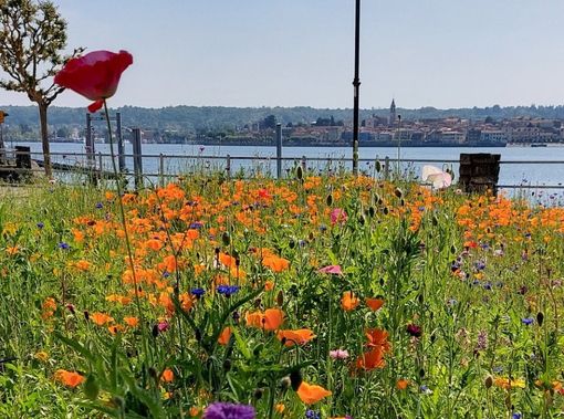 Inaugurato ad Angera il nuovo Prato Fiorito sul lungolago
