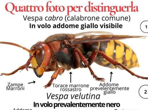 A Leggiuno è caccia alla vespa velutina, terrore di api e alveari A Leggiuno è caccia alla vespa velutina, terrore di api e alveari