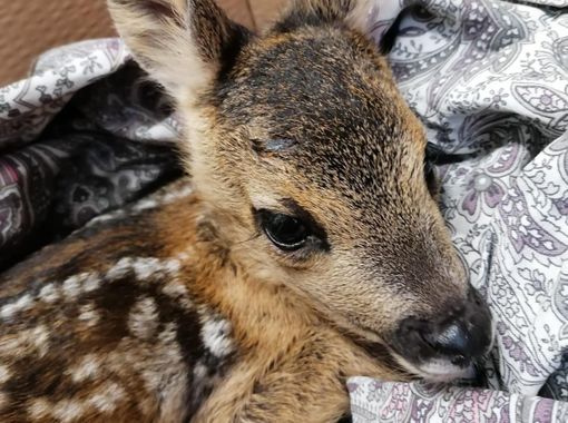 FOTO. Il cucciolo di capriolo salvato a Luvinate FOTO. Il cucciolo di capriolo salvato a Luvinate