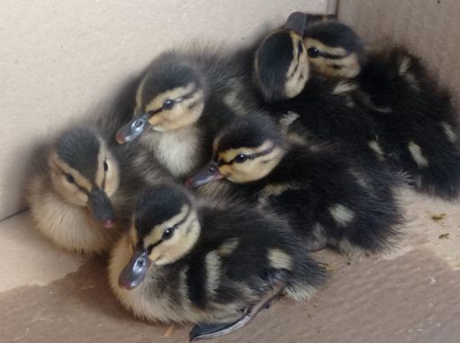 VIDEO. Olgiate, la Polizia locale salva sette piccoli germani reali VIDEO. Olgiate, la Polizia locale salva sette piccoli germani reali