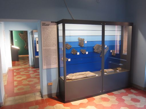 Museo di Besano, tre fossili mandati a rifarsi il look: ma le vetrine non rimangono vuote Museo di Besano, tre fossili mandati a rifarsi il look: ma le vetrine non rimangono vuote