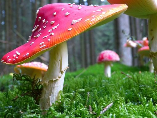 Funghi allucinogeni: effetti, natura e prospettive