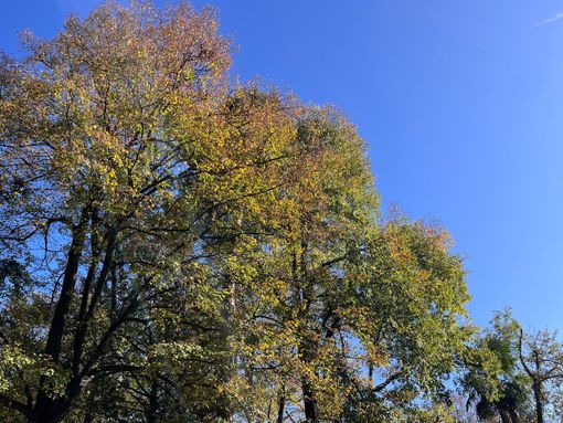 METEO. Dopo le "ottobrate" è tempo di "novembrate": prosegue l'autunno caldo sul Varesotto METEO. Dopo le "ottobrate" è tempo di "novembrate": prosegue l'autunno caldo sul Varesotto