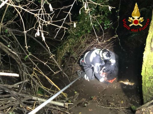 Il cane "bernese" salvato dai vigili del fuoco a Montegrino Valtravaglia stanotte Il cane "bernese" salvato dai vigili del fuoco a Montegrino Valtravaglia stanotte