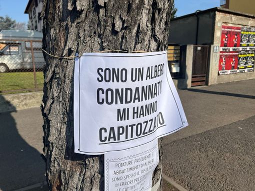 Cartelli di protesta per le potature. Tallarida: «Questione di sicurezza»