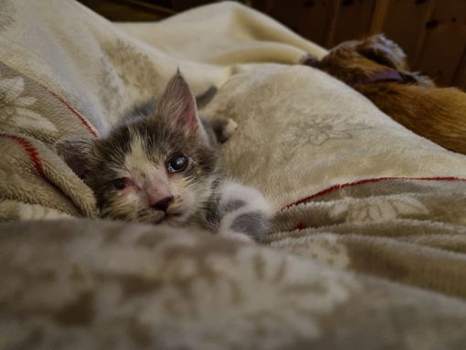 Hanna dei miracoli: quasi guarita