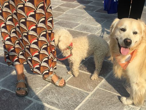 Sant’Antonio Abate, con ripresa contagi animali in casa per 4 cittadini su 10