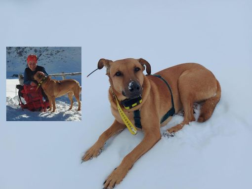 Trovata Eos dopo 5 mesi: è volata via con la sua Vanessa Trovata Eos dopo 5 mesi: è volata via con la sua Vanessa