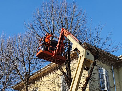 Approvato il regolamento del verde pubblico di Busto. Due nuovi alberi per ogni abbattimento Approvato il regolamento del verde pubblico di Busto. Due nuovi alberi per ogni abbattimento
